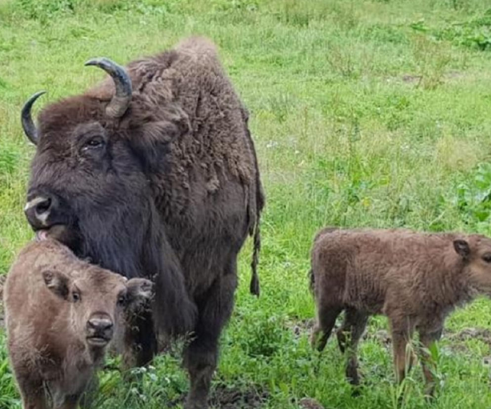 Bieszczady.  Małe żubry z zagrody w Mucznem mają już imiona! Było  2000 propozycji