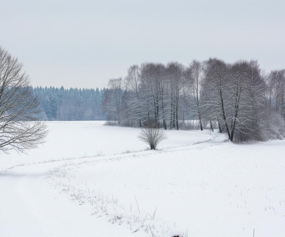 Zimowy krajobraz ukazuje pokryte śniegiem pola, gdzie w lewej części kadru rośnie samotne, bezlistne drzewo o rozłożystej koronie, z pniem w odcieniach brązu i czerni. Dalej, po prawej stronie, widać skupisko drzew ogołoconych z liści, również pokrytych białym puchem, tworzących łukowate zagajnik. Za nimi, na horyzoncie, rozciąga się ciemnozielony las iglasty. Pomiędzy drzewami, w prawej części obrazu, znajduje się dom z ciemnym dachem i oknami, którego dach również pokrywa warstwa śniegu. Całe niebo jest jasnoszare i jednolite.