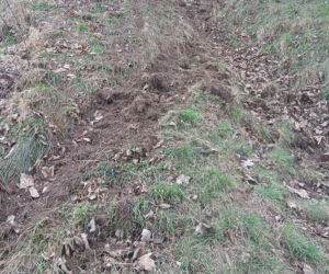 Śmiertelny wypadek pod Wschową! 49-latka nie miała szans po uderzeniu w drzewo i dachowaniu [ZDJĘCIA].
