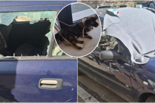 Pies konał w nagrzanym aucie. Cudem uratowano go przed śmiercią