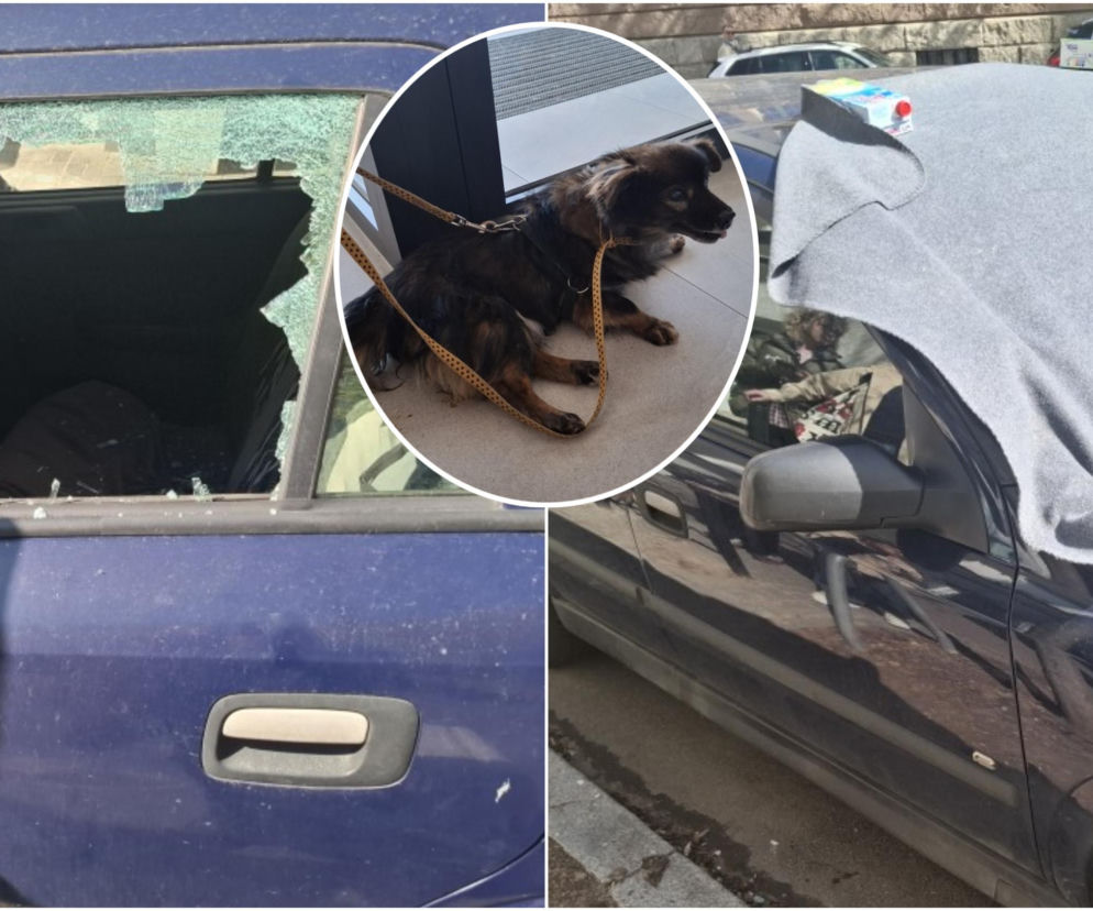 Pies konał w nagrzanym aucie. Cudem uratowano go przed śmiercią