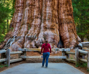 General Sherman – okaz mamutowca olbrzymiego rosnący w Parku Narodowym Sekwoi w górach Sierra Nevada