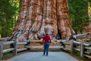 General Sherman – okaz mamutowca olbrzymiego rosnący w Parku Narodowym Sekwoi w górach Sierra Nevada