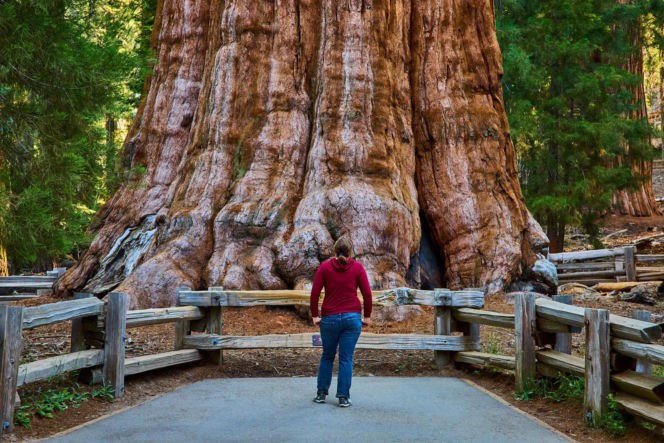 General Sherman – okaz mamutowca olbrzymiego rosnący w Parku Narodowym Sekwoi w górach Sierra Nevada