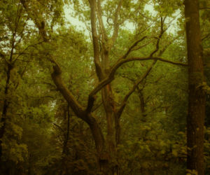 Cztery nowe rezerwaty przyrody w woj. lubelskim