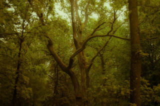 Cztery nowe rezerwaty przyrody w woj. lubelskim