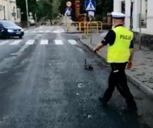 Policjanci ze Świecia eskortowali kaczą rodzinę