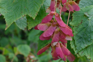 Klon kłosowy - Acer spicatum