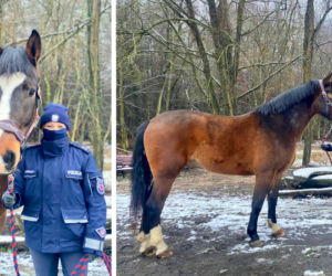 Będzie pilnował porządku w parkach i lasach. Koń Ales dołączył do szczecińskiej policji