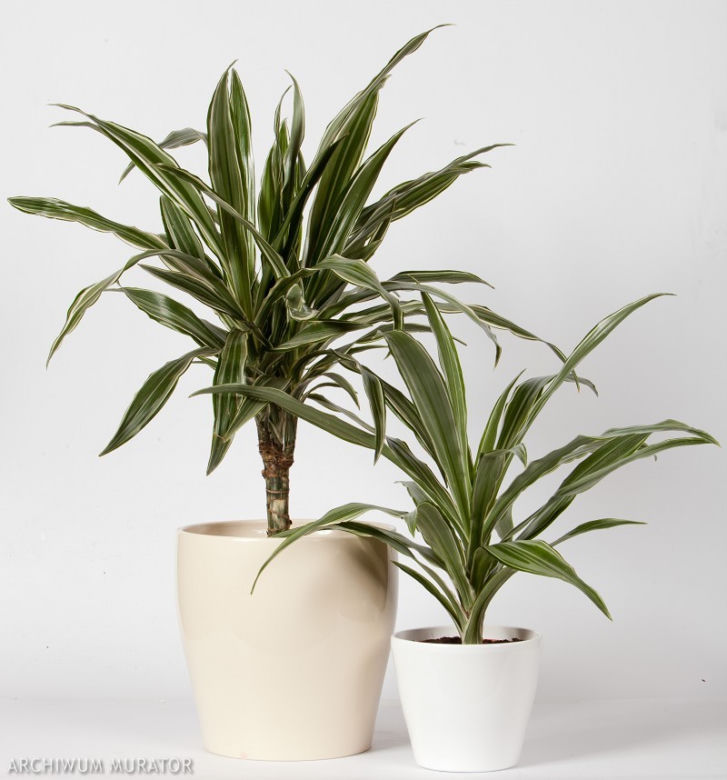 Dracena