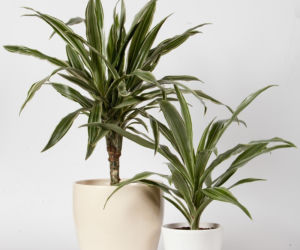Dracena