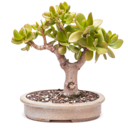 bonsai