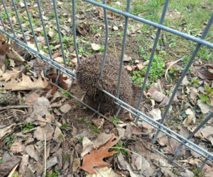 Strażacy z Lublina ratują nawet najmniejsze życie