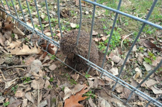 Jeż utknął w metalowym ogrodzeniu na osiedlu