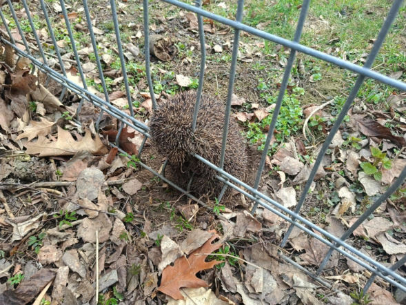 Jeż utknął w metalowym ogrodzeniu na osiedlu