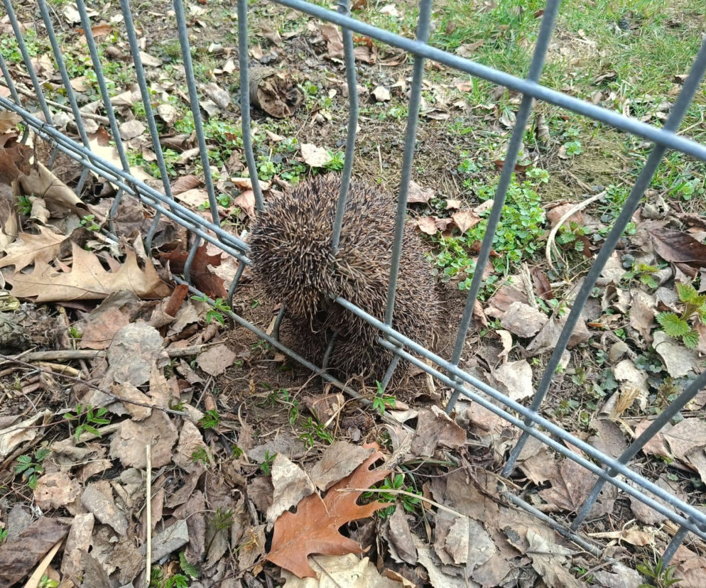 Strażacy z Lublina ratują nawet najmniejsze życie