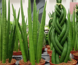 Festiwal Roślin w Enea Arenie