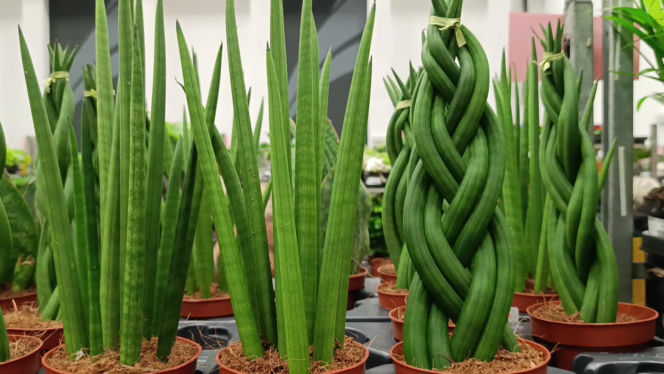 Festiwal Roślin w Enea Arenie