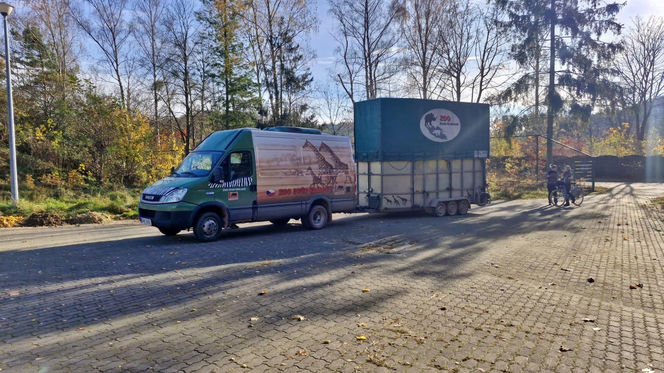 Nowa żyrafa w gdańskim ZOO