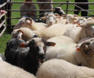 Wiosenny redyk w Ludźmierzu