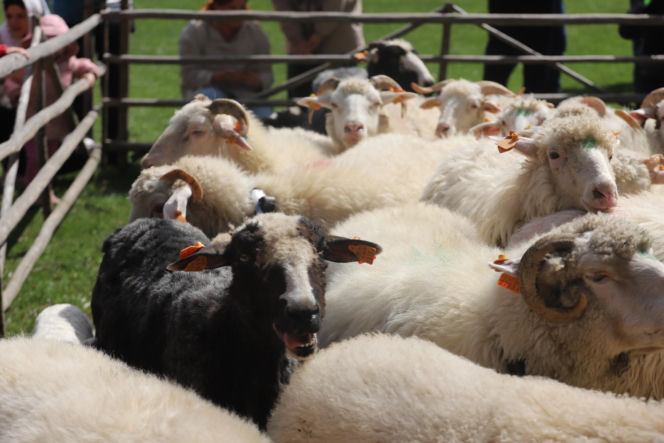 Wiosenny redyk w Ludźmierzu