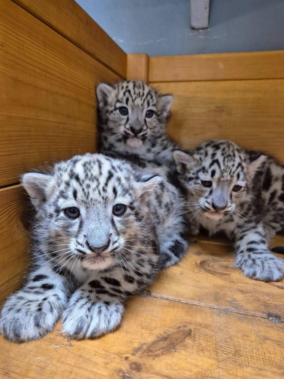 Ale słodziaki! W warszawskim ZOO urodziły się trzy irbisy śnieżne. Są już imiona