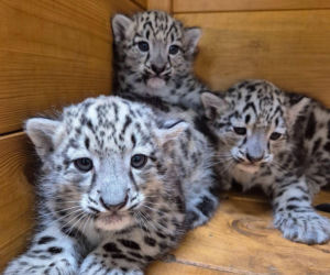 Ale słodziaki! W warszawskim ZOO urodziły się trzy irbisy śnieżne. Są już imiona