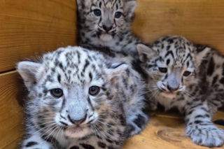 Ale słodziaki! W warszawskim ZOO urodziły się trzy irbisy śnieżne. Są już imiona