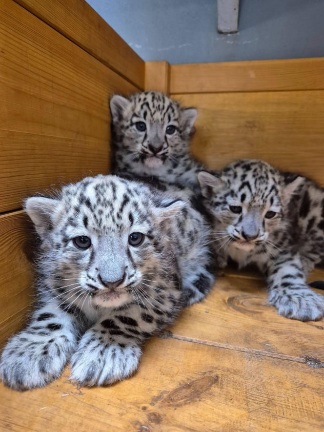Ale słodziaki! W warszawskim ZOO urodziły się trzy irbisy śnieżne. Są już imiona