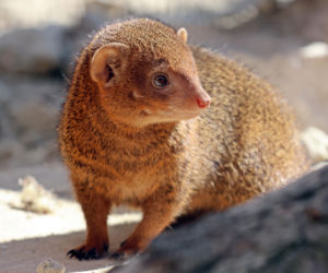 Mangusteczki karłowate, choć mają zaledwie kilkadziesiąt centymetrów długości, potrafią zaskoczyć energią, sprytem i… niezwykłym życiem towarzyskim