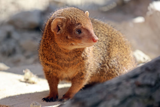 Mangusteczki karłowate, choć mają zaledwie kilkadziesiąt centymetrów długości, potrafią zaskoczyć energią, sprytem i… niezwykłym życiem towarzyskim