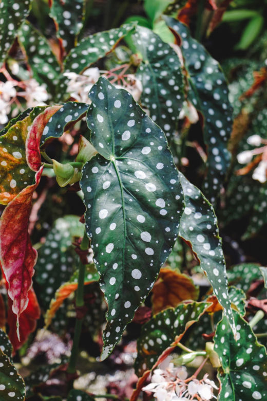 Begonia koralowa
