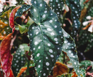 Begonia koralowa