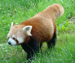 Zoo w Chorzowie: pandy czerwone