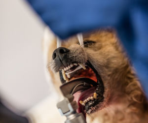 Pies Gizmo u dentysty