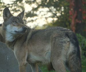 Weekendowe atrakcje we wrocławskim zoo: Dzień Wilka i charytatywny Dziki Bieg