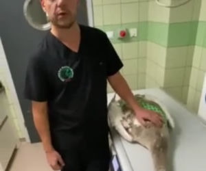 Przemyśl. Zrobili łabędziowi nogę ze śrub [ZDJĘCIA]