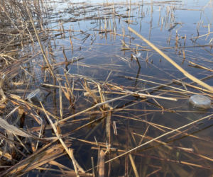 Siedleccy wędkarze chcą posprzątać okolice zalewu. Pomożecie?