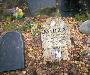 Psie zaduszki gwiazd 