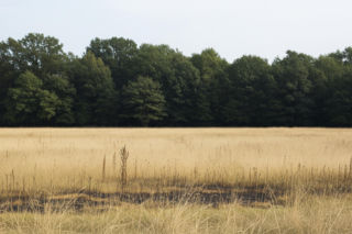 Pożar traw w Bieszczadach. Co uratowało las przed katastrofą?