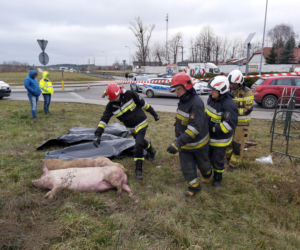 Wypadek ciężarówki przewożącej świnie w Wierzbicy koło Serocka