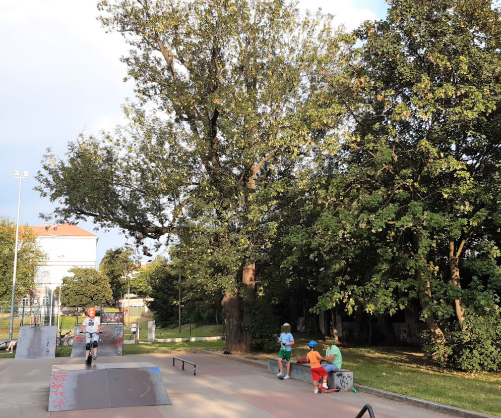 Zużyte trampki na pomniku przyrody