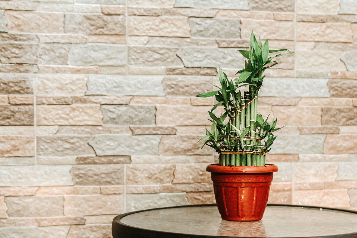 Dracena Sandera Lucky Bamboo