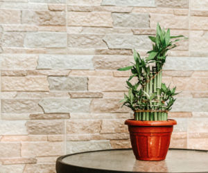 Dracena Sandera Lucky Bamboo