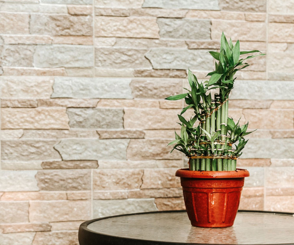 Dracena Sandera Lucky Bamboo