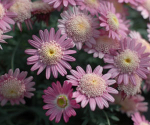 Argyranthemum