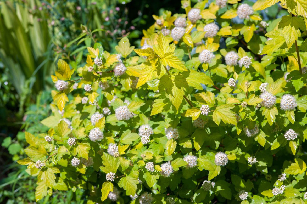 Pęcherznica kalinolistna 'Luteus'