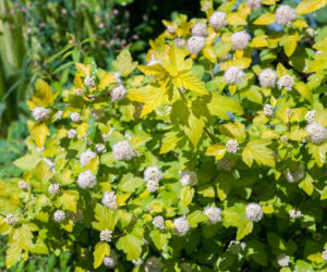 Pęcherznica kalinolistna 'Luteus'