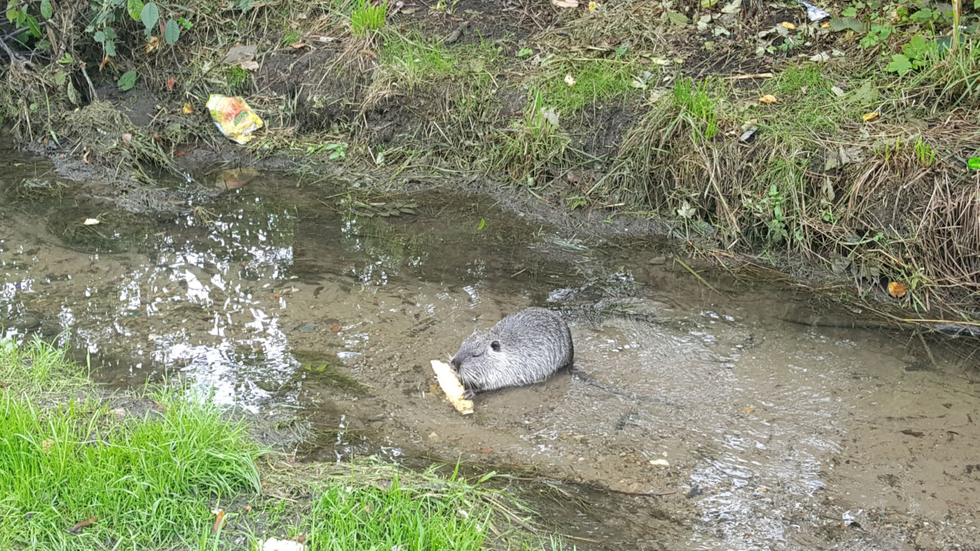 Nutrie z jaworznickiej Byczyny