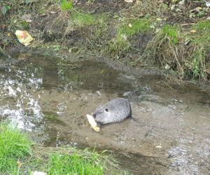 Nutrie z jaworznickiej Byczyny